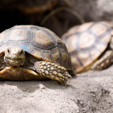 Aux États-Unis, un marathon de tortues de compagnie attire les foules