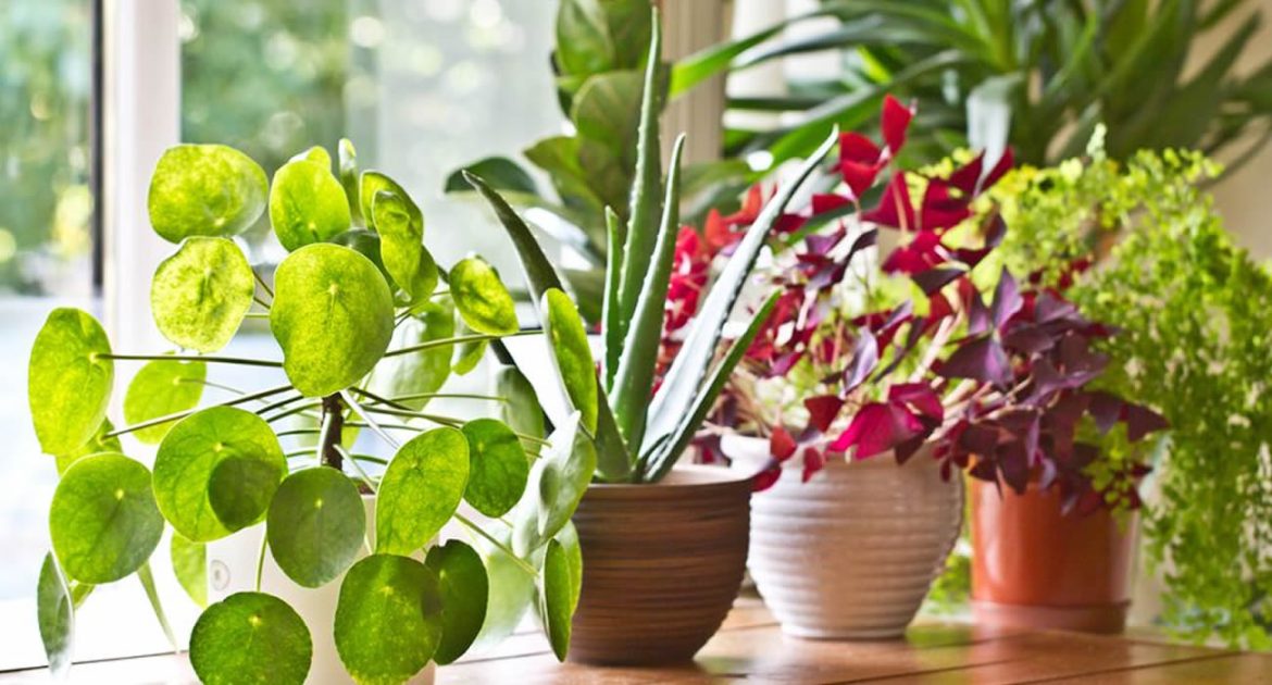 Aux Pays-Bas, une bibliothèque prête des plantes pour encourager le bien-être végétal