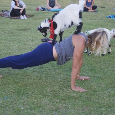 En Allemagne, un zoo propose des séances de yoga avec des chèvres pour un moment de détente original