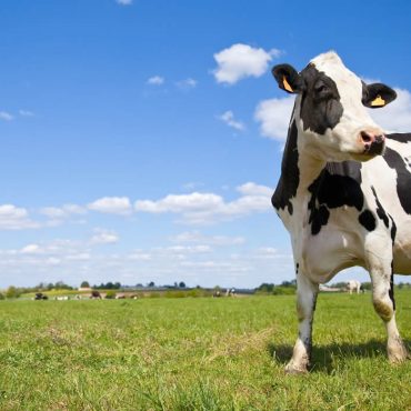 En Angleterre, des vaches obéissent à des commandes vocales comme des chiens de berger