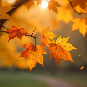 Un concours de plongeon… dans des tas de feuilles