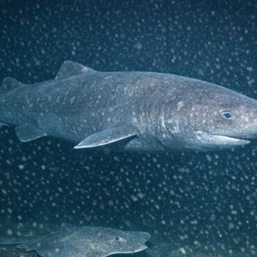 Un requin filmé pour la première fois dans les eaux glaciales de l’Antarctique